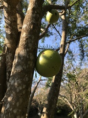 Crescentia alata