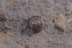 Camaenidae
