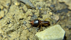 Macrotermes carbonarius