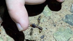 Macrotermes carbonarius