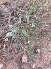 Prosopis velutina