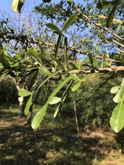 Crescentia alata