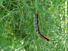 Malacosoma franconicum