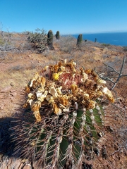 Ferocactus emoryi