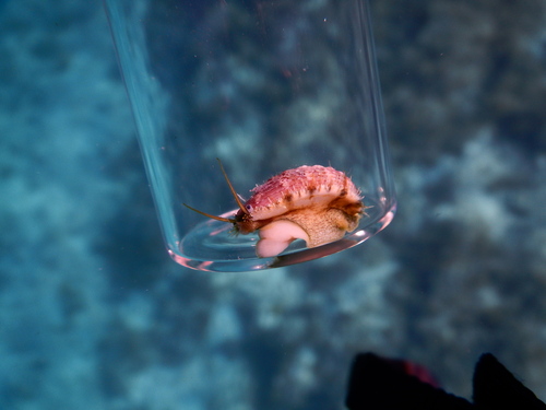 ušo atlantický (Haliotis tuberculata)