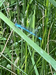 Coenagrion puella