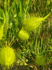 Gomphocarpus fruticosus