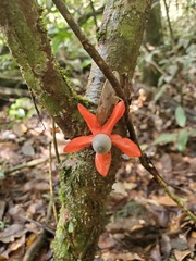 Heisteria cauliflora