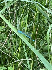 Coenagrion puella