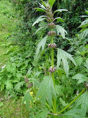 Leonurus turkestanicus