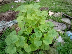 Angiospermae