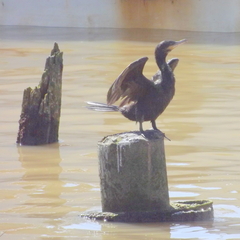 Nannopterum brasilianum