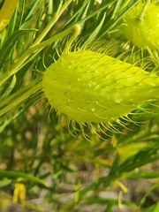 Gomphocarpus fruticosus