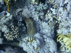Ctenactis crassa