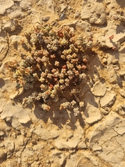 Crassula corallina