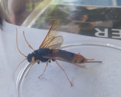 Urocerus gigas