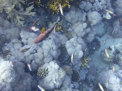 Cephalopholis miniata