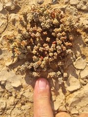 Crassula corallina