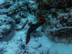 Nembrotha kubaryana
