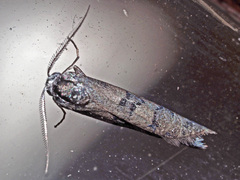 Tineoidea