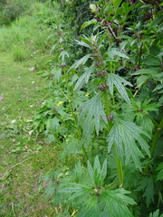 Leonurus turkestanicus