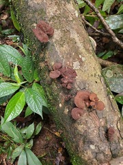 Amauroderma