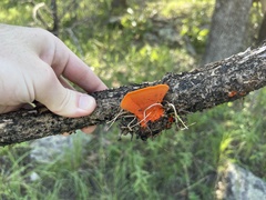 Trametes sanguinea