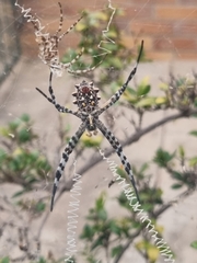 Argiope australis