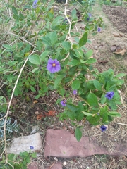 Lycianthes rantonnetii