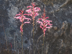 Tritoniopsis antholyza
