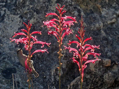 Tritoniopsis antholyza
