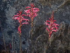 Tritoniopsis antholyza