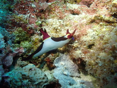 Nembrotha chamberlaini