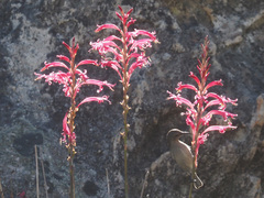 Tritoniopsis antholyza