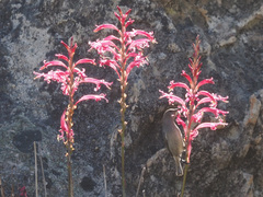 Tritoniopsis antholyza