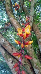 Thunbergia mysorensis