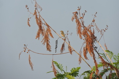 Phylloscopus collybita