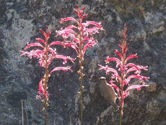 Tritoniopsis antholyza