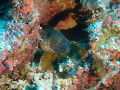 Gymnothorax flavimarginatus