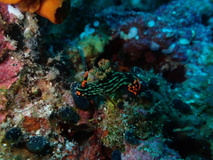 Nembrotha kubaryana