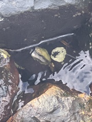 Crassostrea virginica