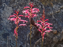 Tritoniopsis antholyza