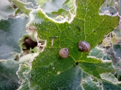 Gastropoda