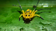 Platythomisus octomaculatus