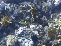 Chaetodon melannotus