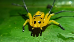 Platythomisus octomaculatus