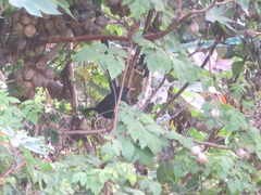 Turdus merula cabrerae