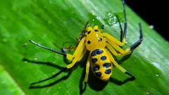 Platythomisus octomaculatus