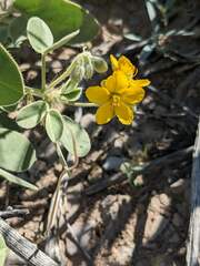 Senna pilosior