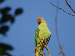 Psittacula eupatria